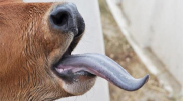 فيروس اللسان الأزرق يهدد الثروة الحيوانية بمخاطر قاتلة ومستوى المخاطر على الإنسان يبقى محدوداً 1